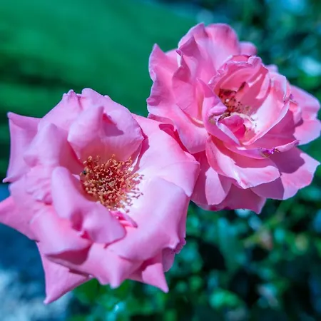 Monte Smith Luxury Garden With Parking Апартаменты