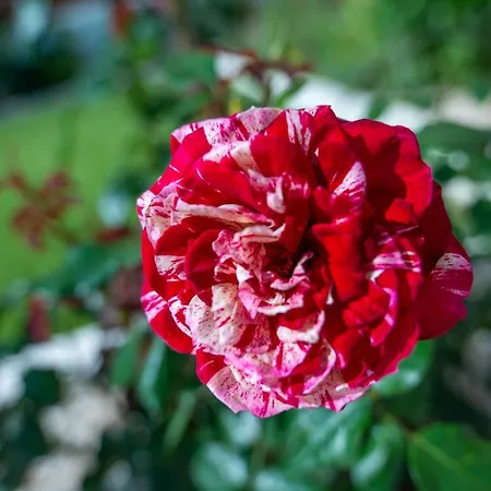 公寓 Monte Smith Luxury Garden With Parking Rhodes City