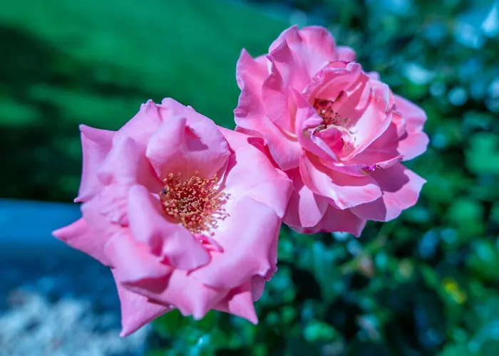 Monte Smith Luxury Garden With Parking Apartment